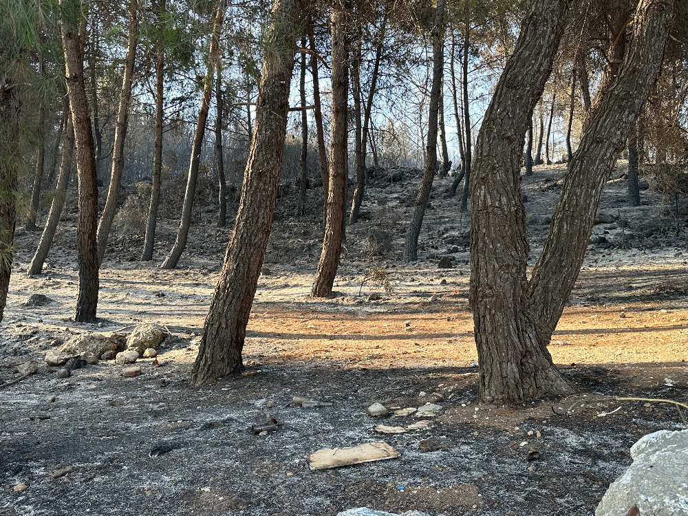 Buca - Gaziemir Yangını Fotoğraf Arşivi