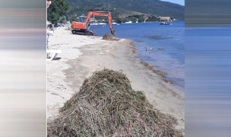 Erdek'te koruma altındaki deniz çayırları söküldü