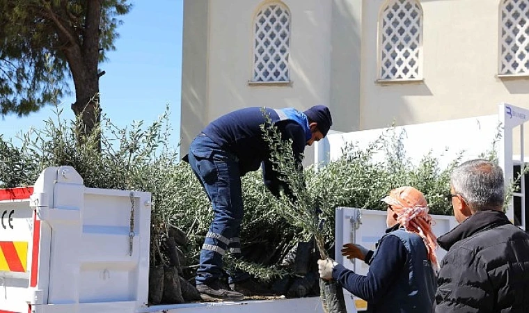 Urla’da 20 mahalleye zeytin fidanı desteği