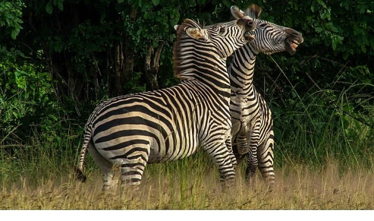 “Nehirde Yaşam Mücadelesi” 2 Ağustos Cumartesi 20.00’de National Geographic WILD Ekranlarında İzleyicilerle Buluşuyor!