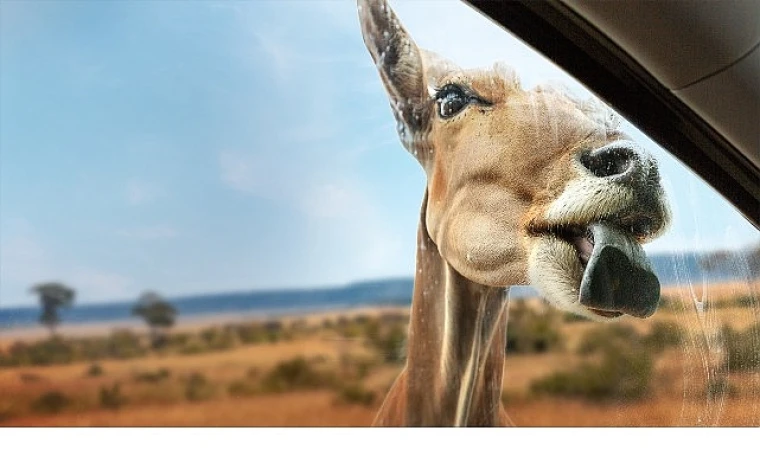 "Vahşi Türden Yakınlaşmalar" 3 Eylül Çarşamba 20.00’de NatGeo WILD'da
