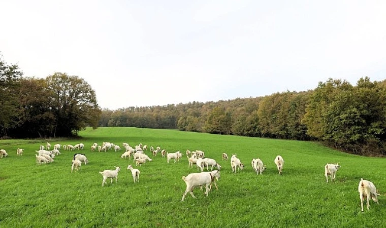 Süt otu desteği meraları berekete kavuşturdu