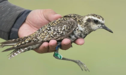 190 türden 24 bin kuş halkalandı