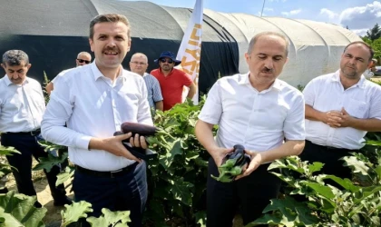 Bursa’da patlıcan hasadı başladı