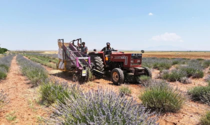 Konya’da lavanta desteği çiftçiye katkı sağlıyor