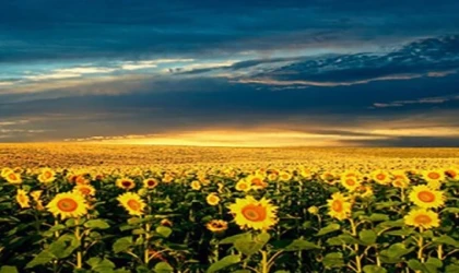 Ayçiçeği ön alım fiyatı belli oldu