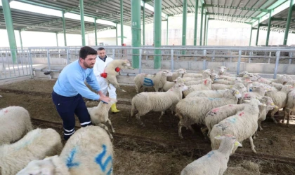 Büyükbaş azaldı, küçükbaş arttı