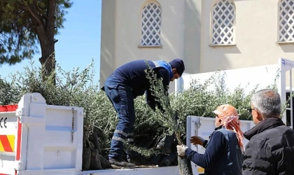 Urla’da 20 mahalleye zeytin fidanı desteği