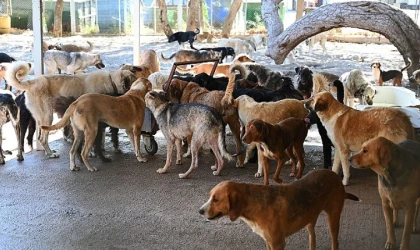 Kemer Belediyesi “Can dostlarının yanında”