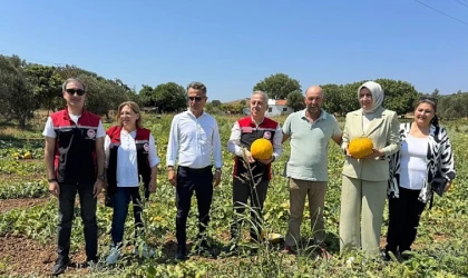 Meşhur Çeşme Kavununda Hasat Zamanı