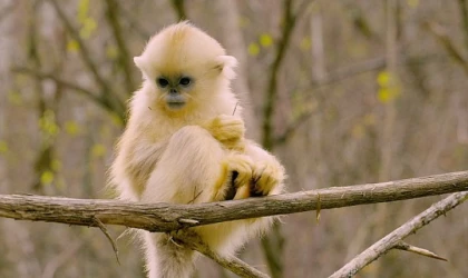 "Primatlar Dünyası" 28 Eylül Pazar 21.00’de NatGeo WILD Ekranlarında!