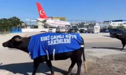 Mandaları giydirip, köyde dolandırdı