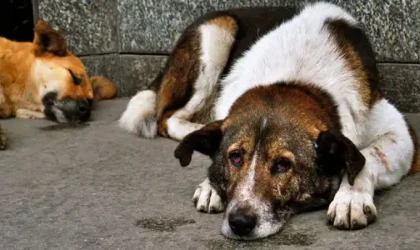 Valiliğin sokak hayvanlarıyla ilgili talimatına hukukçu değerlendirmesi: ‘Besleme yasağı yok hükmünde!’