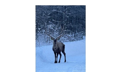 Karla kaplı Kuzuyayla’da kızıl geyik görüntülendi