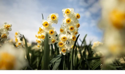 Bayındır Nergis Festivali’nde Gökçe Rüzgarı Esecek