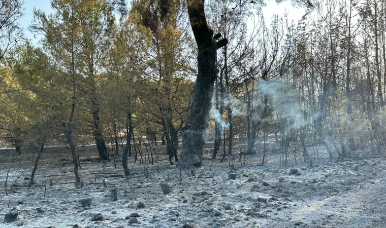 Buca - Gaziemir Yangını Fotoğraf Arşivi Buca - Gaziemir Yangını Fotoğraf Arşivi