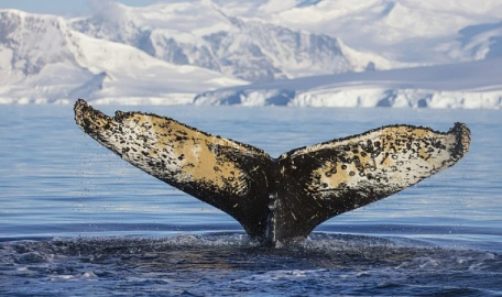 Nat-Geo NOW'da "Dalgaların Ardında" Teması ile İzleyicilerle Buluşuyor!