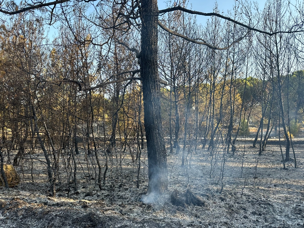 Buca - Gaziemir Yangını Fotoğraf Arşivi