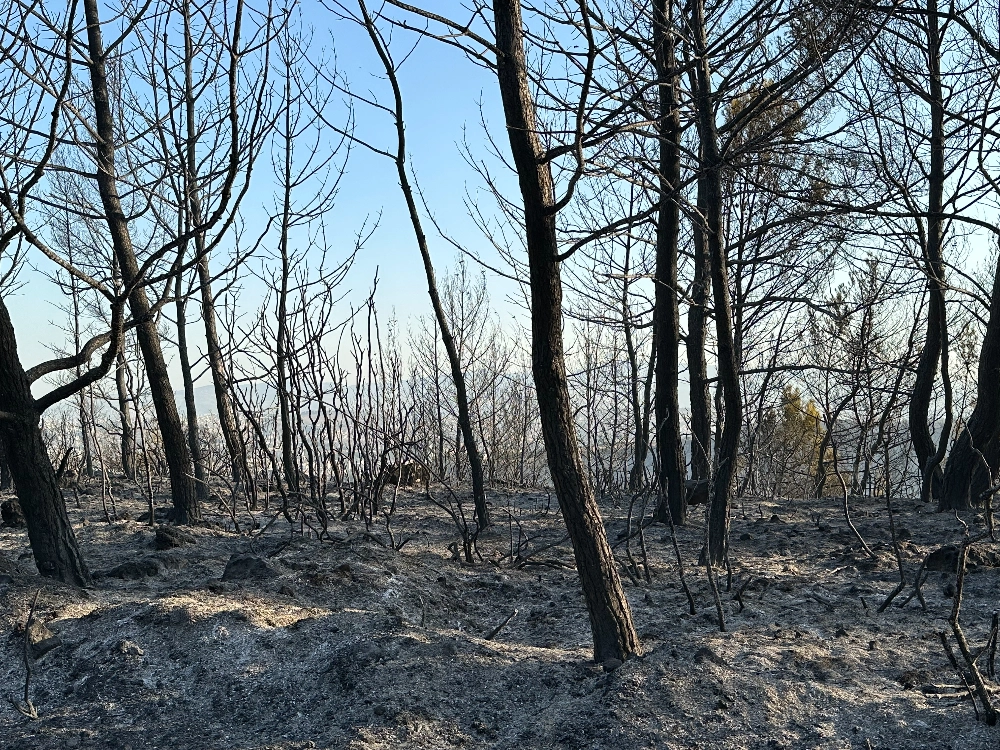 Buca - Gaziemir Yangını Fotoğraf Arşivi