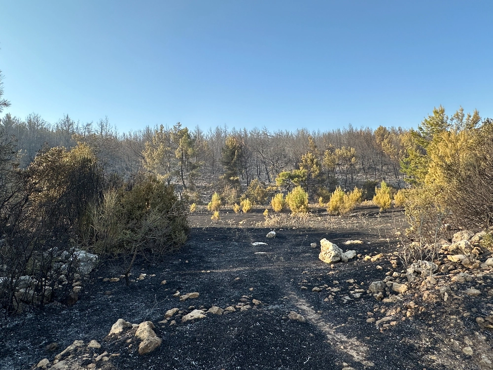Buca - Gaziemir Yangını Fotoğraf Arşivi