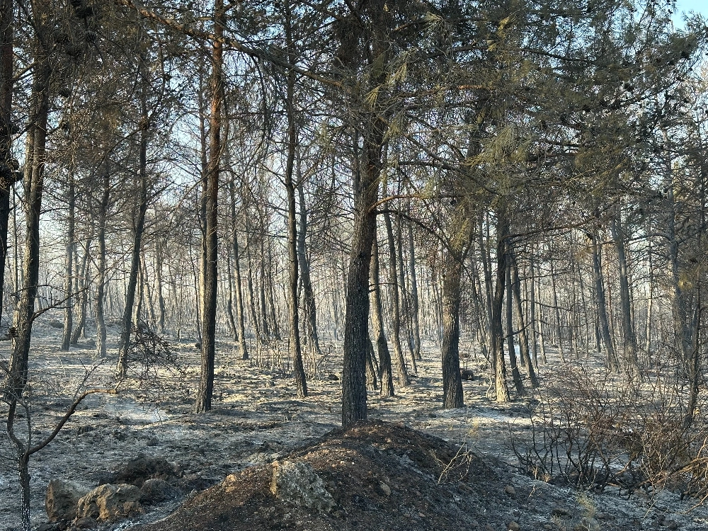 Buca - Gaziemir Yangını Fotoğraf Arşivi