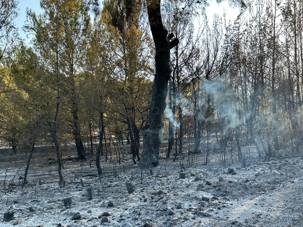 Buca - Gaziemir Yangını Fotoğraf Arşivi