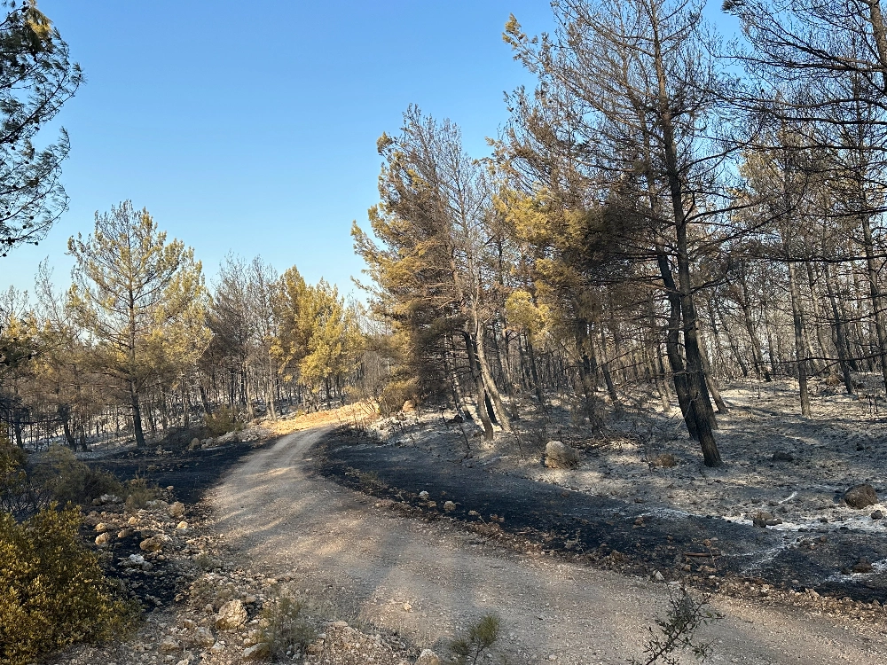 Buca - Gaziemir Yangını Fotoğraf Arşivi