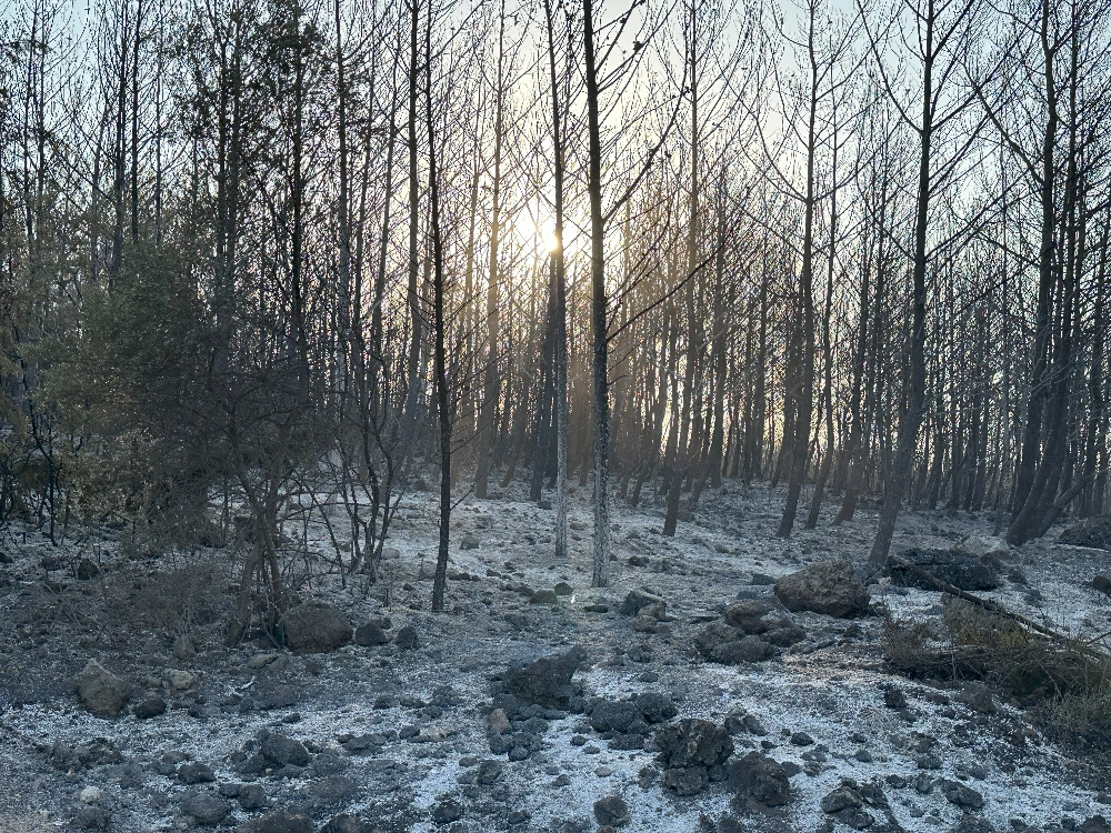 Buca - Gaziemir Yangını Fotoğraf Arşivi
