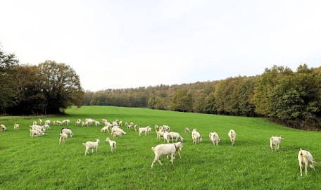 Süt otu desteği meraları berekete kavuşturdu