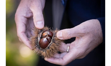 Başkan Tugay Beydağ’da kestane üreticileri ile bir araya geldi