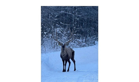 Karla kaplı Kuzuyayla’da kızıl geyik görüntülendi