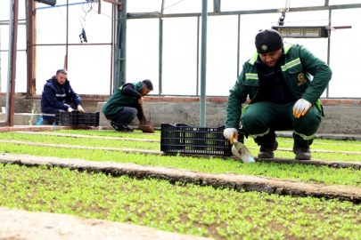 DBB 2 milyon Çin karanfili üretecek