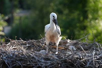 Ormanya’nın Atlas’ı yaban hayatına ışık tutacak