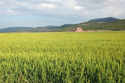 Keşan TSO Meclis Başkanı Koru’dan çeltik uyarısı
